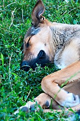 Image showing Dog asleep