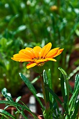 Image showing Gazania