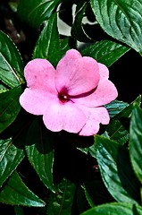 Image showing Impatiens flower