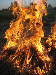 Image showing Fire in the field