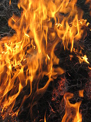 Image showing Fire in the field