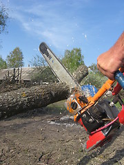 Image showing The man working with petrol saw