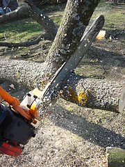 Image showing The man working with petrol saw