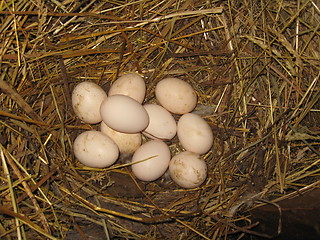 Image showing Nest of the hen with three eggs