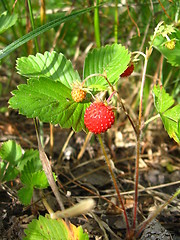 Image showing Beautiful wild strawberry found in a wood