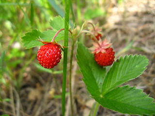 Image showing Beautiful wild strawberry found in a wood