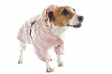Image showing jack russel terrier and raincoat