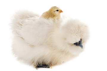Image showing Silkie and his chick