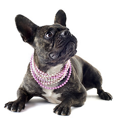 Image showing french bulldog