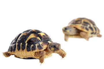 Image showing young Tortoises 