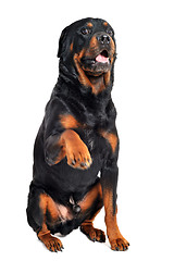 Image showing rottweiler and paw