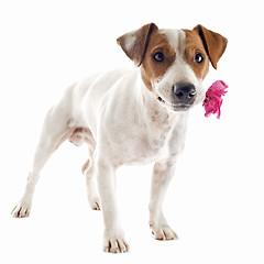 Image showing jack russel terrier with flower