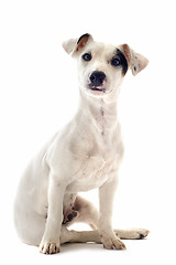 Image showing puppy jack russel terrier