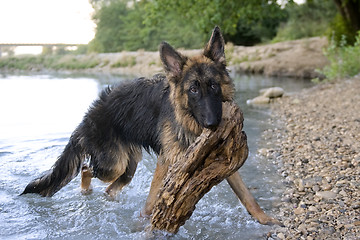 Image showing german shepherd in the water