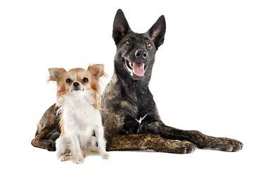Image showing Holland Shepherd and chihuahua