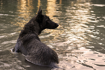 Image showing swimming Holland Shepherd