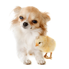 Image showing chihuahua and chick