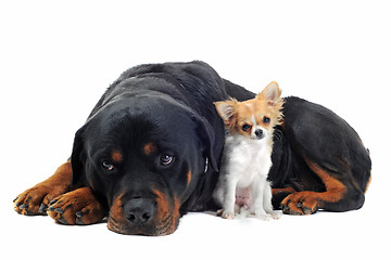 Image showing rottweiler and puppy chihuahua