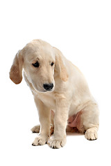 Image showing sad puppy golden retriever