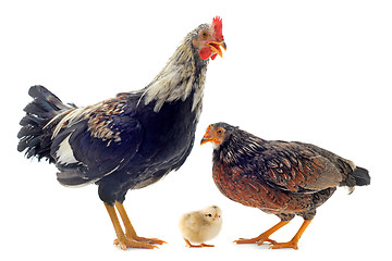 Image showing family of chicken