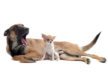 Image showing chihuahua and malinois