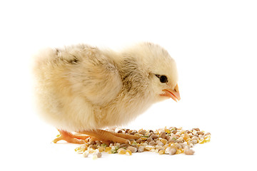Image showing young chick