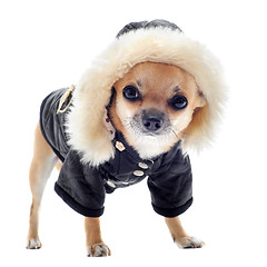 Image showing dressed chihuahua