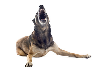 Image showing angry malinois