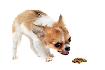 Image showing eating puppy chihuahua