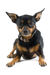 Image showing miniature pinscher