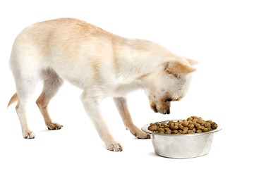 Image showing puppy chihuahua and food bowl