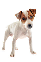 Image showing jack russel terrier