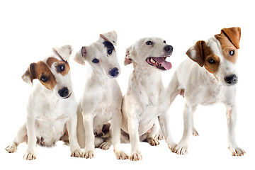 Image showing four jack russel terrier
