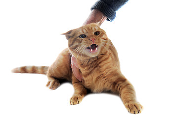 Image showing aggressive ginger cat 