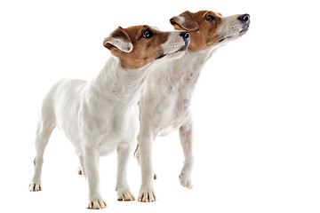 Image showing two jack russel terrier