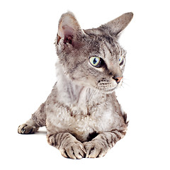 Image showing devon rex cat