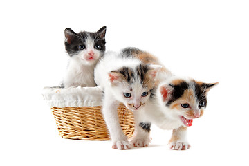 Image showing kitten in a basket