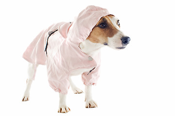 Image showing jack russel terrier and raincoat