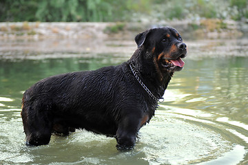 Image showing swimming rottweiler