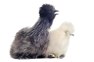 Image showing young Silkies