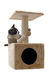 Image showing siamese cat 