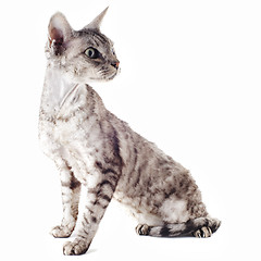 Image showing devon rex cat