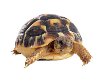 Image showing young Tortoise 