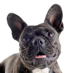 Image showing french bulldog