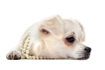 Image showing chihuahua with pearl collar