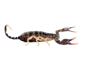 Image showing brown scorpion