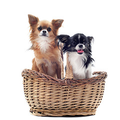 Image showing chihuahuas in basket
