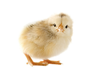 Image showing young chick