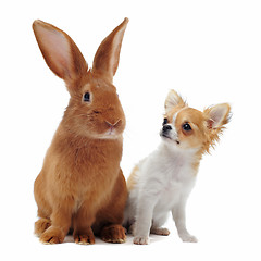 Image showing chihuahua and Rabbit