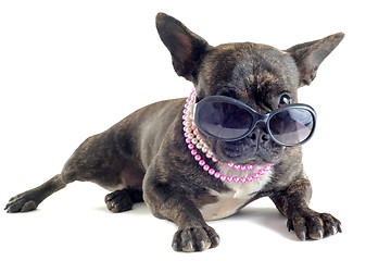 Image showing french bulldog and sunglasses